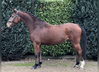 Zangersheide, Caballo castrado, 9 años, 169 cm, Castaño