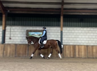 Zangersheide, Caballo castrado, 9 años, 169 cm, Castaño