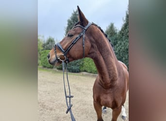 Zangersheide, Caballo castrado, 9 años, 169 cm, Castaño