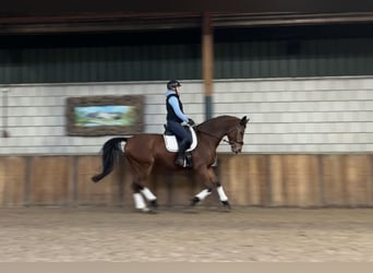 Zangersheide, Caballo castrado, 9 años, 169 cm, Castaño