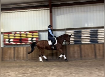 Zangersheide, Caballo castrado, 9 años, 169 cm, Castaño