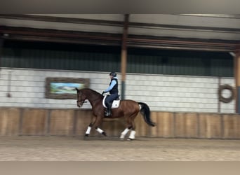 Zangersheide, Caballo castrado, 9 años, 169 cm, Castaño