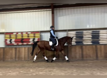 Zangersheide, Caballo castrado, 9 años, 169 cm, Castaño