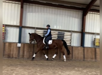 Zangersheide, Caballo castrado, 9 años, 169 cm, Castaño