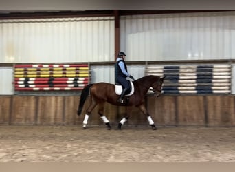 Zangersheide, Caballo castrado, 9 años, 169 cm, Castaño