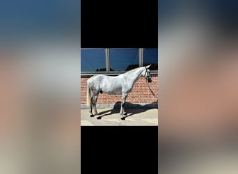Zangersheide, Caballo castrado, 9 años, 169 cm, Tordo rodado