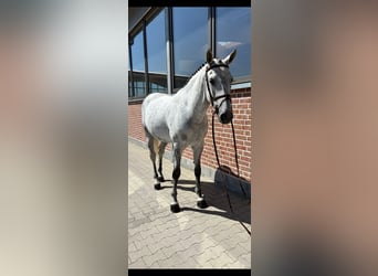 Zangersheide, Caballo castrado, 9 años, 169 cm, Tordo rodado