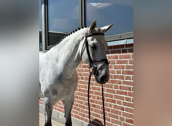 Zangersheide, Caballo castrado, 9 años, 169 cm, Tordo rodado