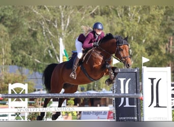 Zangersheide, Caballo castrado, 9 años, 170 cm, Castaño