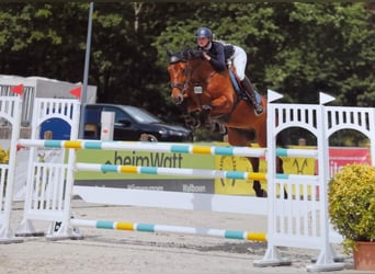 Zangersheide, Caballo castrado, 9 años, 170 cm, Castaño