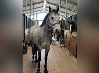Zangersheide, Caballo castrado, 9 años, 170 cm, Tordo rodado