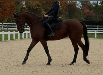 Zangersheide, Caballo castrado, 9 años, 173 cm, Castaño