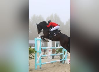 Zangersheide, Caballo castrado, 9 años, 177 cm, Morcillo