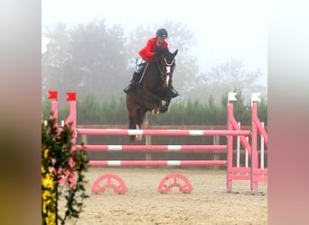 Zangersheide, Caballo castrado, 9 años, 177 cm, Morcillo