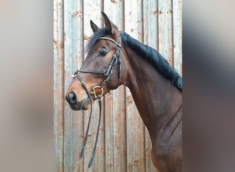 Zangersheide, Caballo castrado, 9 años, 180 cm, Castaño