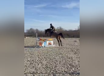 Zangersheide, Castrone, 10 Anni, 167 cm, Baio