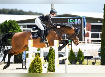 Zangersheide, Castrone, 10 Anni, 169 cm, Baio ciliegia