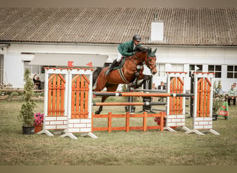 Zangersheide, Castrone, 10 Anni, 170 cm, Baio