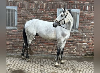 Zangersheide, Castrone, 10 Anni, 173 cm