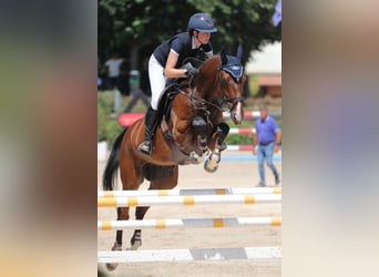 Zangersheide, Castrone, 10 Anni, 175 cm, Baio