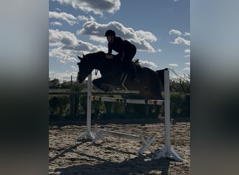 Zangersheide, Castrone, 11 Anni, 163 cm, Baio