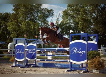 Zangersheide, Castrone, 11 Anni, 166 cm, Sauro scuro
