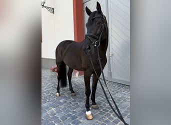 Zangersheide, Castrone, 11 Anni, 171 cm, Morello