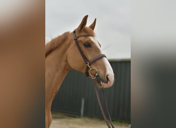 Zangersheide, Castrone, 11 Anni, 174 cm, Sauro