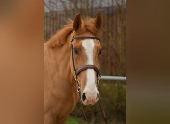 Zangersheide, Castrone, 11 Anni, 174 cm, Sauro