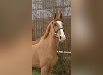 Zangersheide, Castrone, 11 Anni, 174 cm, Sauro