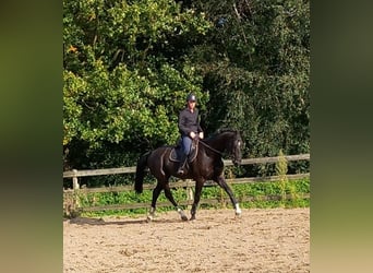 Zangersheide, Castrone, 11 Anni, 178 cm, Morello