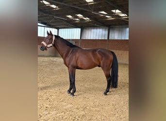Zangersheide, Castrone, 12 Anni, 160 cm, Baio