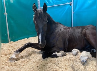 Zangersheide, Castrone, 12 Anni, 170 cm, Baio nero
