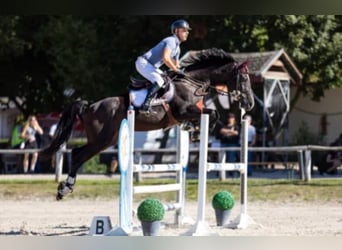 Zangersheide, Castrone, 12 Anni, 170 cm, Baio scuro