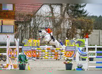 Zangersheide, Castrone, 12 Anni, 173 cm, Grigio