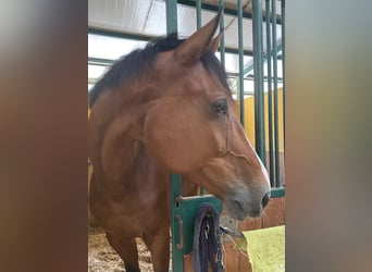 Zangersheide, Castrone, 13 Anni, 180 cm, Baio