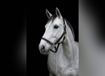 Zangersheide, Castrone, 14 Anni, 157 cm, Grigio