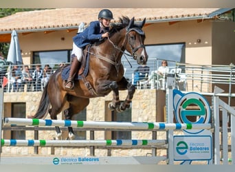 Zangersheide, Castrone, 14 Anni, 168 cm, Baio scuro