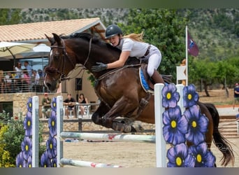 Zangersheide, Castrone, 14 Anni, 168 cm, Baio scuro