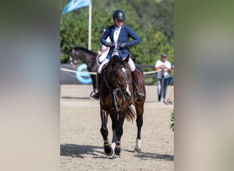 Zangersheide, Castrone, 14 Anni, 168 cm, Baio scuro