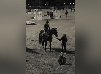 Zangersheide, Castrone, 14 Anni, 168 cm, Baio scuro