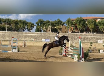 Zangersheide, Castrone, 14 Anni, 176 cm, Baio