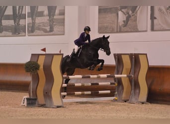 Zangersheide, Castrone, 14 Anni, 176 cm, Baio