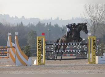 Zangersheide, Castrone, 14 Anni, 176 cm, Baio