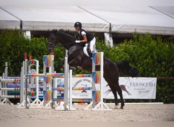 Zangersheide, Castrone, 14 Anni, 176 cm, Baio