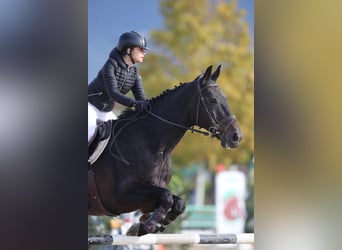Zangersheide, Castrone, 14 Anni, 176 cm, Baio