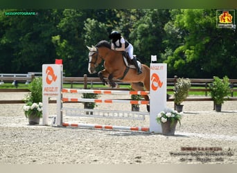 Zangersheide, Castrone, 15 Anni, 165 cm, Baio