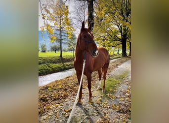 Zangersheide, Castrone, 15 Anni, 171 cm, Sauro