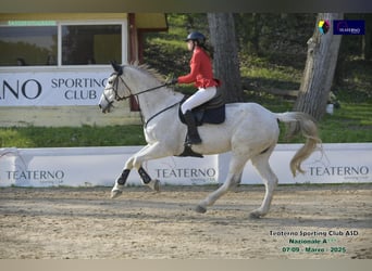 Zangersheide, Castrone, 15 Anni, 180 cm, Grigio