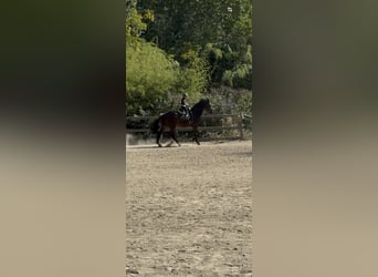 Zangersheide, Castrone, 15 Anni